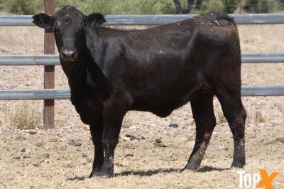 A+ - 52 ANGUS X HEIFERS