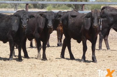 A+ - 52 ANGUS X HEIFERS