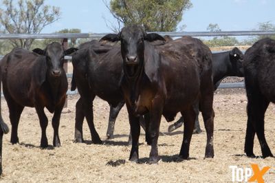 A+ - 52 ANGUS X HEIFERS