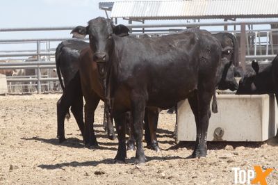 A+ - 52 ANGUS X HEIFERS
