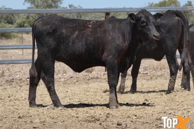 A+ - 52 ANGUS X HEIFERS