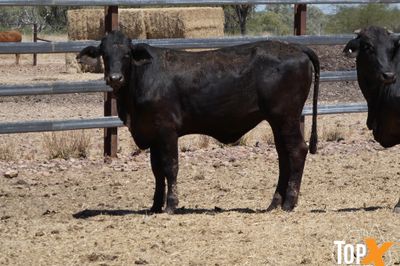 A+ - 52 ANGUS X HEIFERS