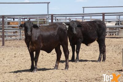 A+ - 52 ANGUS X HEIFERS