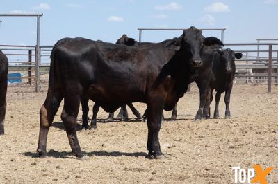 A+ - 52 ANGUS X HEIFERS