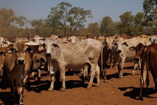 284x95 mixed aged Cows & Calves balance PTIC