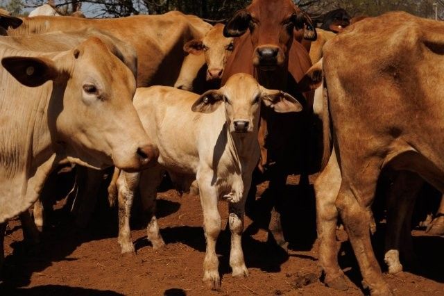 284x95 mixed aged Cows & Calves balance PTIC