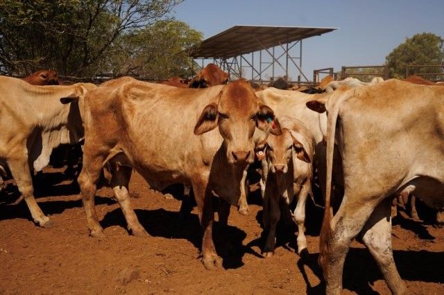 284x95 mixed aged Cows & Calves balance PTIC