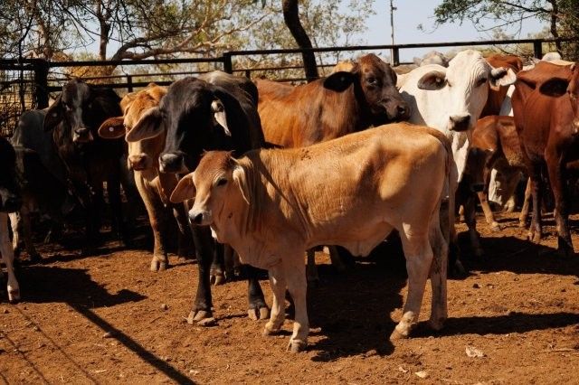 284x95 mixed aged Cows & Calves balance PTIC