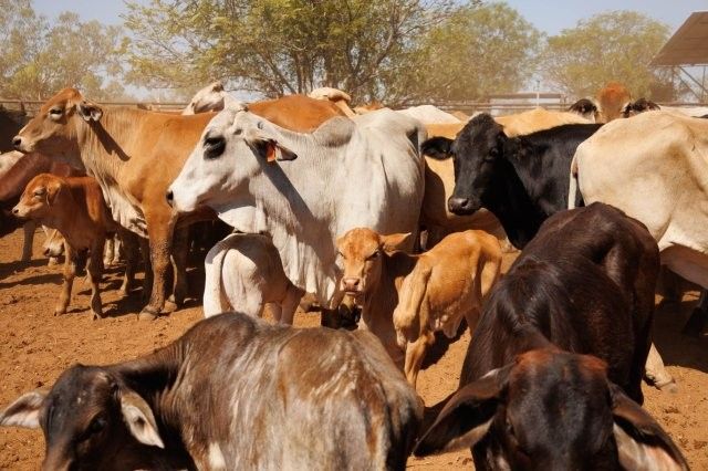 284x95 mixed aged Cows & Calves balance PTIC