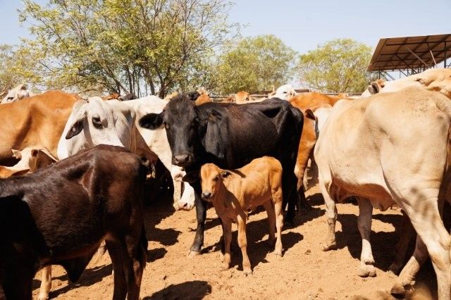 284x95 mixed aged Cows & Calves balance PTIC