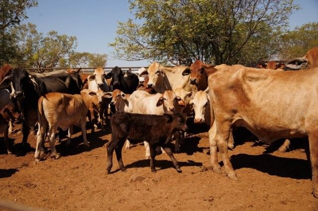 284x95 mixed aged Cows & Calves balance PTIC