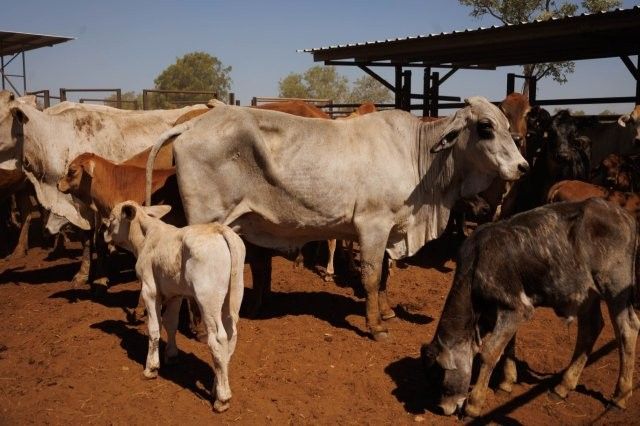 284x95 mixed aged Cows & Calves balance PTIC