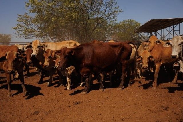 284x95 mixed aged Cows & Calves balance PTIC