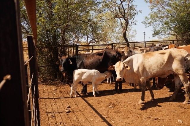 284x95 mixed aged Cows & Calves balance PTIC