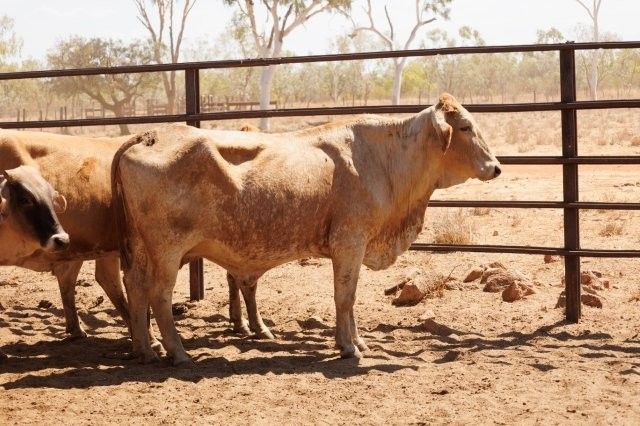 284x95 mixed aged Cows & Calves balance PTIC