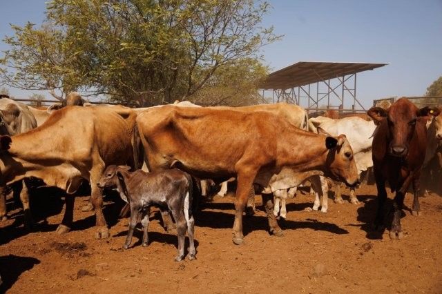 284x95 mixed aged Cows & Calves balance PTIC