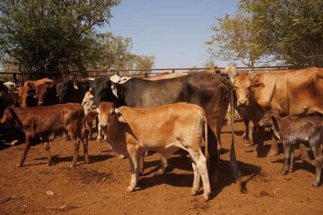 284x95 mixed aged Cows & Calves balance PTIC