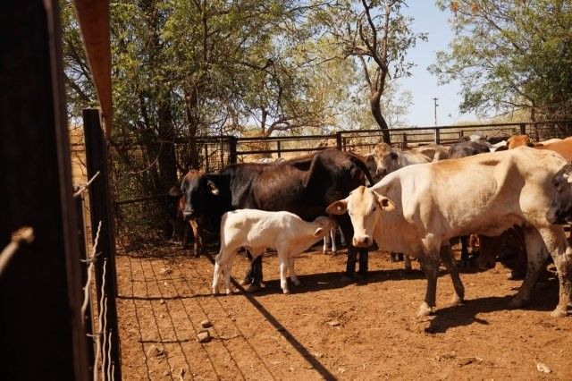 284x95 mixed aged Cows & Calves balance PTIC