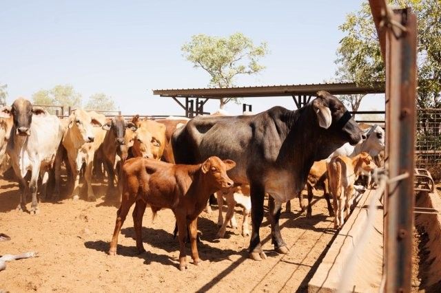 284x95 mixed aged Cows & Calves balance PTIC