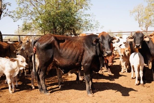 284x95 mixed aged Cows & Calves balance PTIC