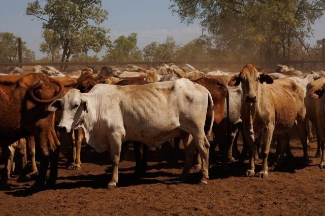 284x95 mixed aged Cows & Calves balance PTIC