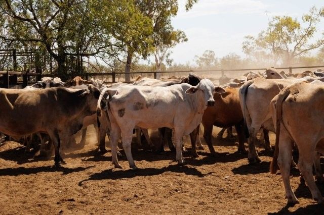 284x95 mixed aged Cows & Calves balance PTIC