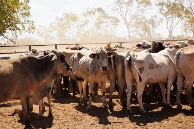 284x95 mixed aged Cows & Calves balance PTIC