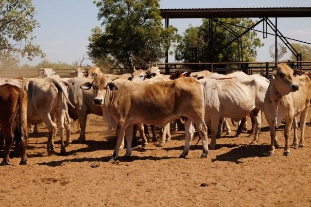 284x95 mixed aged Cows & Calves balance PTIC