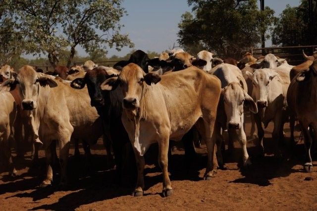 284x95 mixed aged Cows & Calves balance PTIC