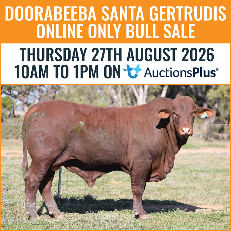 Doorabeeba Santa Gertrudis Online Bull Sale