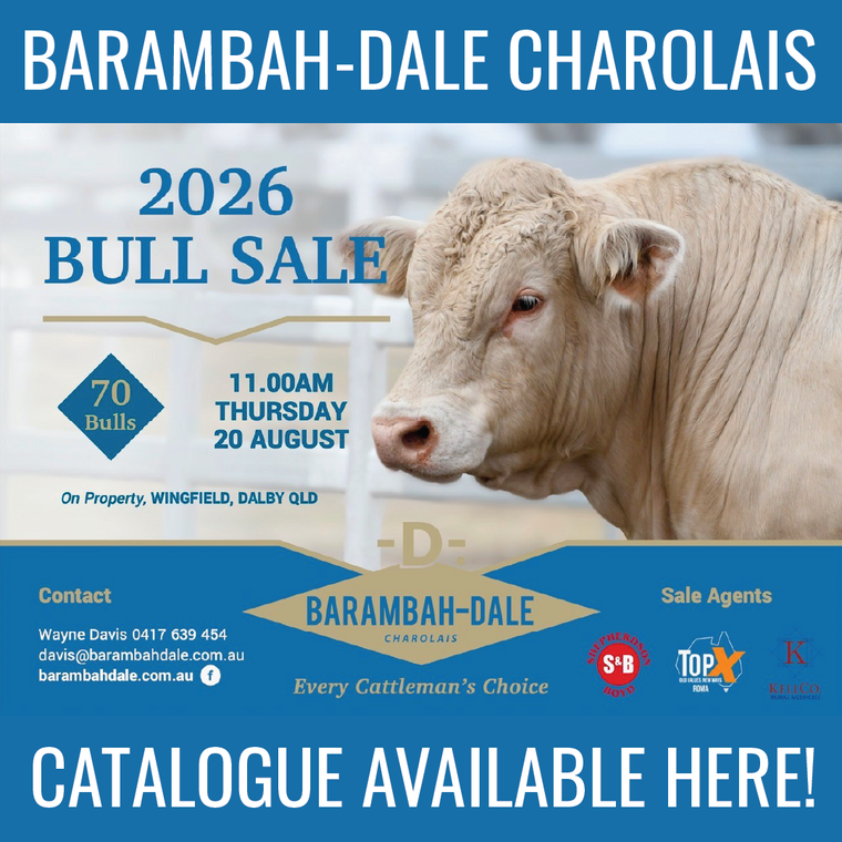 Barambah-Dale Charolais Bull Sale