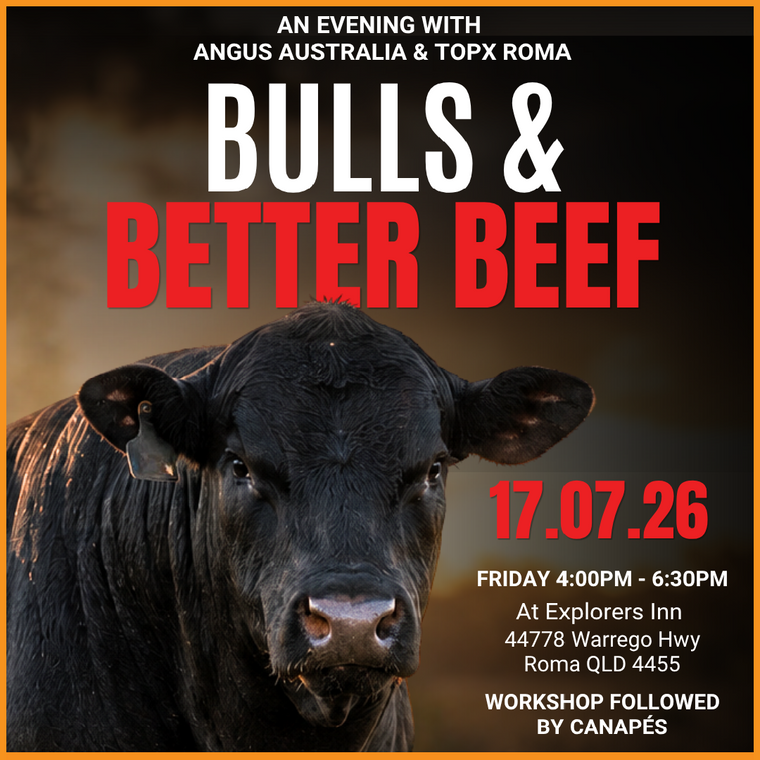 Bulls & Better Beef