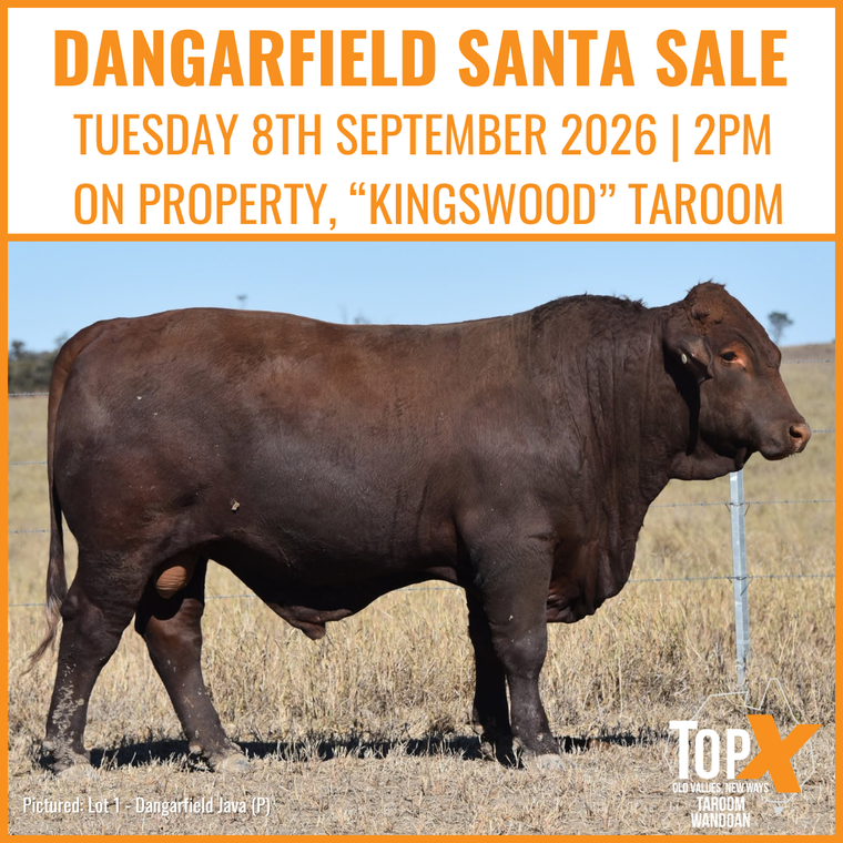 Dangarfield Santa Gertrudis Bull Sale