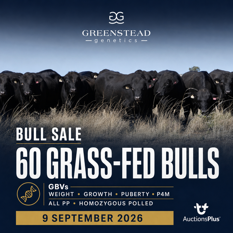 Greenstead Genetics Bull Sale