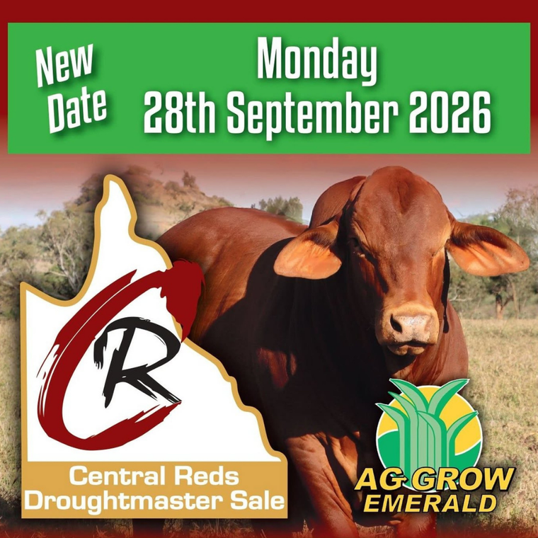 Central Reds Droughtmaster Sale