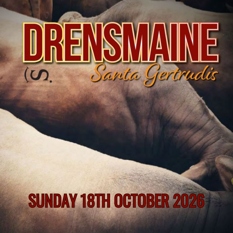 Drensmaine Santa Gertrudis Bull Sale