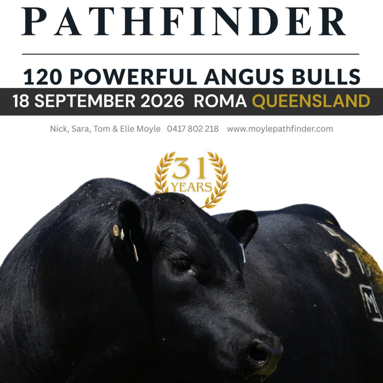 Pathfinder Angus Qld Bull Sale