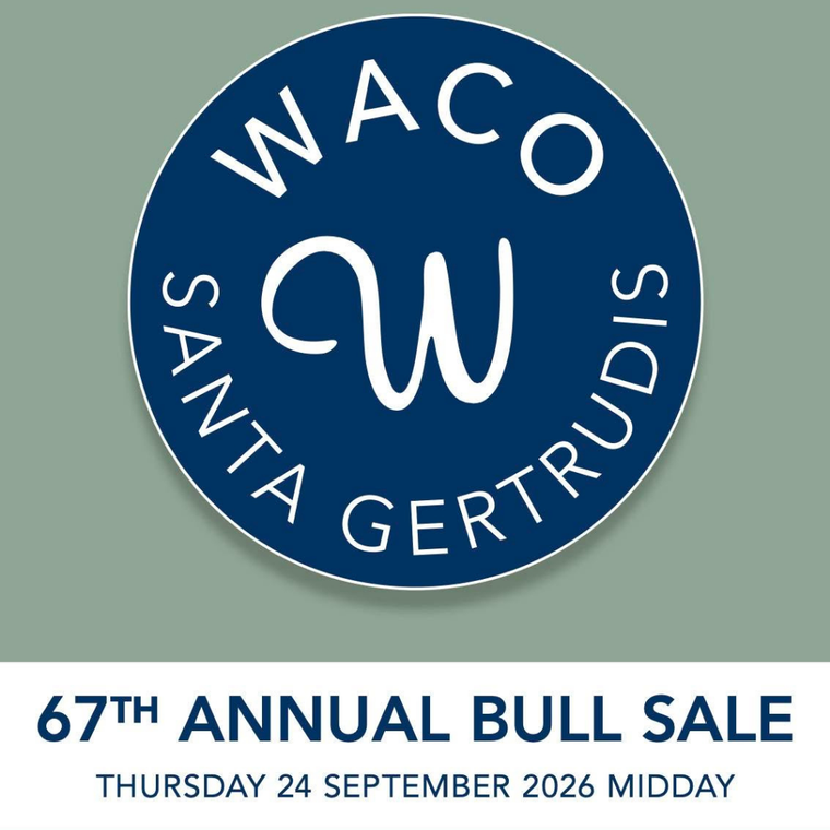 Waco Santa Gertrudis Bull Sale